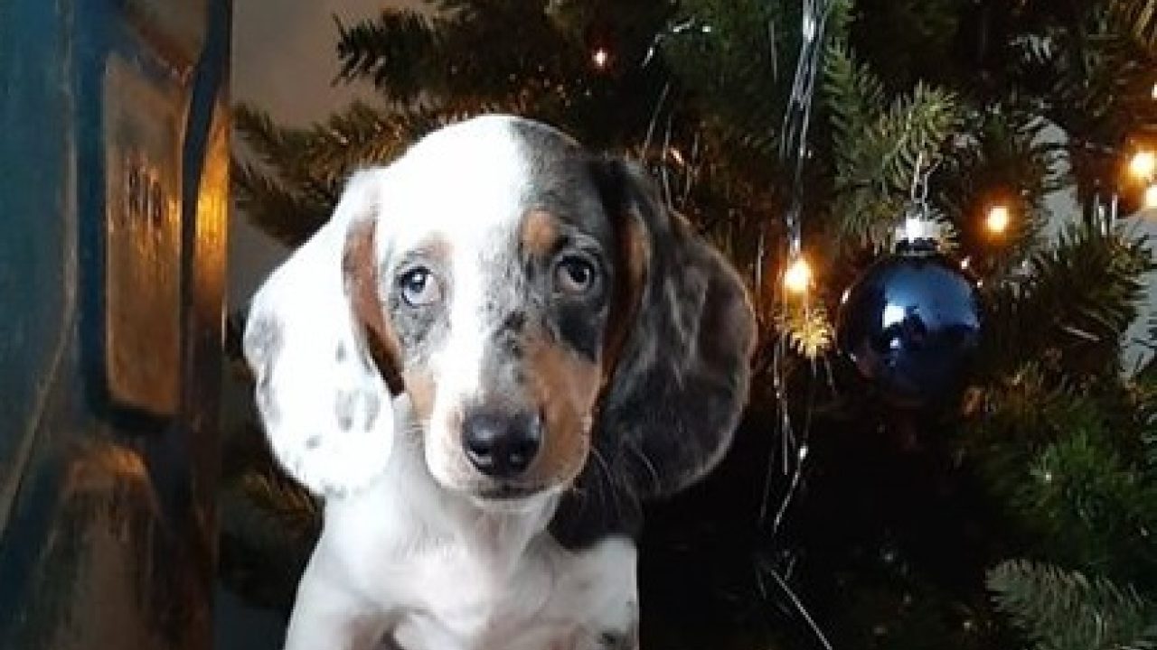 Arme kleine Marly