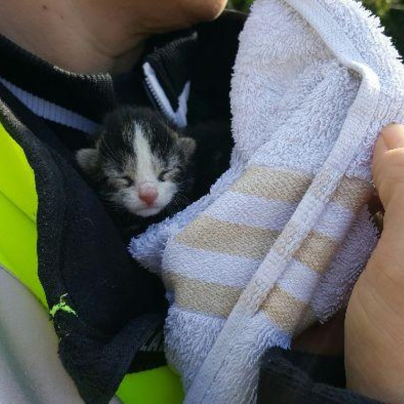 Kitten Ijselmuiden