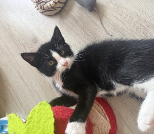 Milo