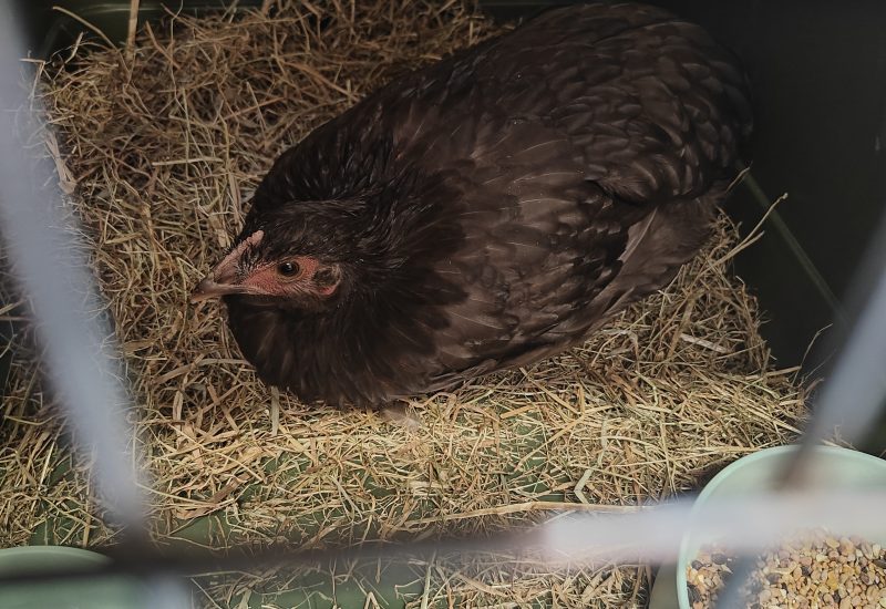 Hen