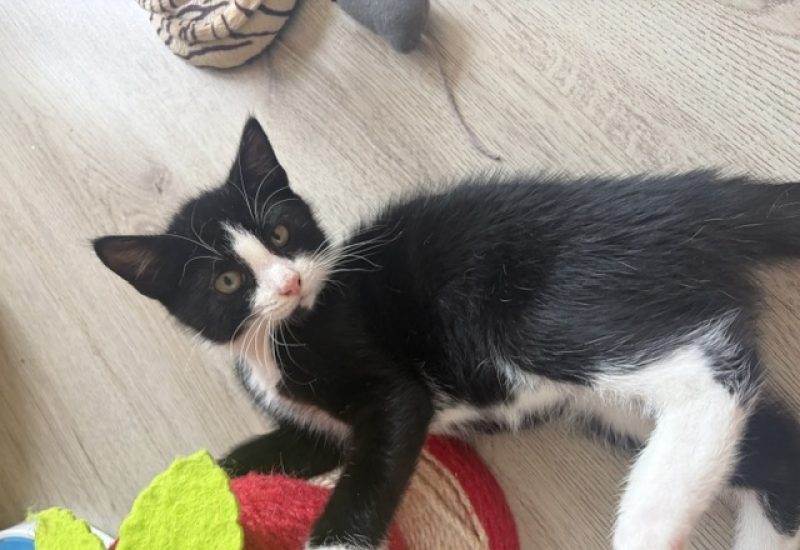 Milo