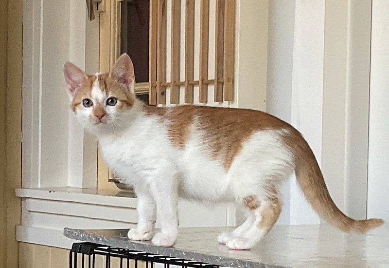 Rocco
