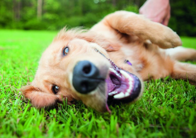 Vacature: Medewerker honden (vrijwillig)