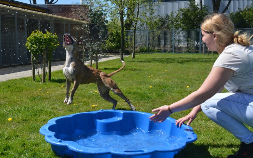 Vacature medewerker hondenkennels (vrijwillig)