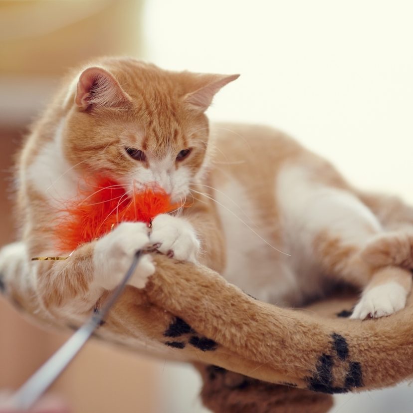 Kat met speeltje
