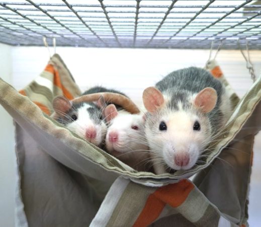 Ratjes Amiga, Dora en Daisy