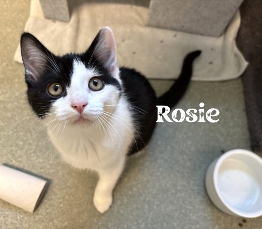 Kittens Rosie, Raya en Ravyn