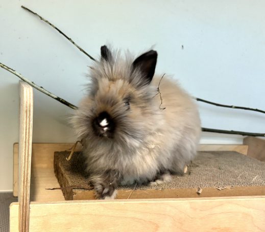 Lio