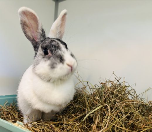 Bunbun
