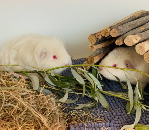 Annie en Abby