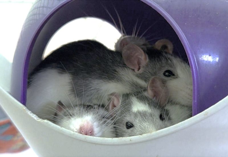 Ratjes hok 3