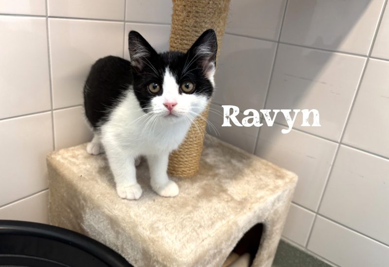 Ravyn kater 1 tekst