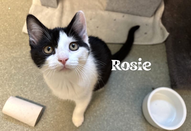 Rosie 1 tekst