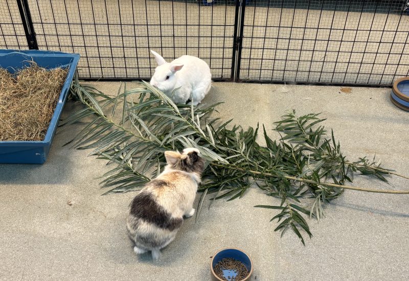 IMG 7952