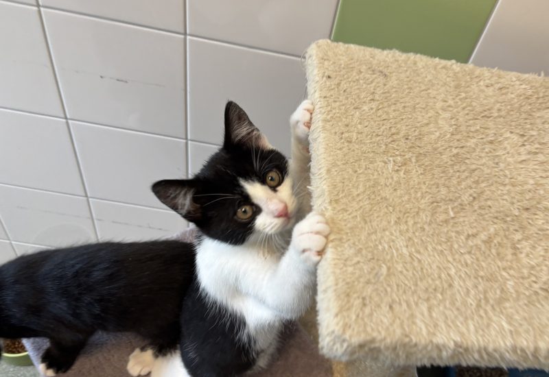 Ravyn kater 2