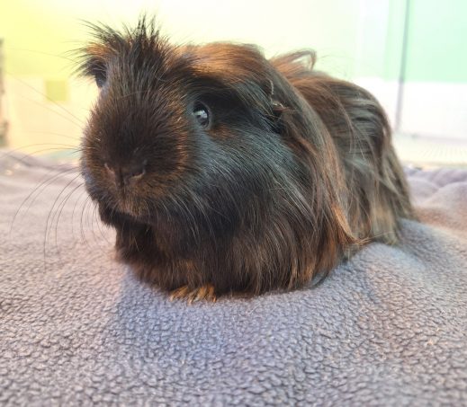 Cookie