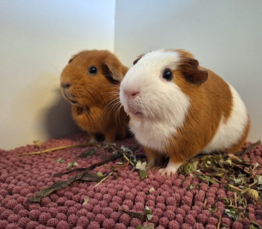 Ollie & Carlos