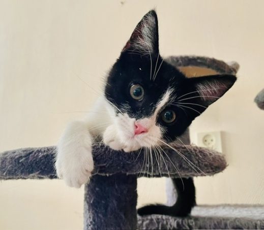 Kitten Ferry