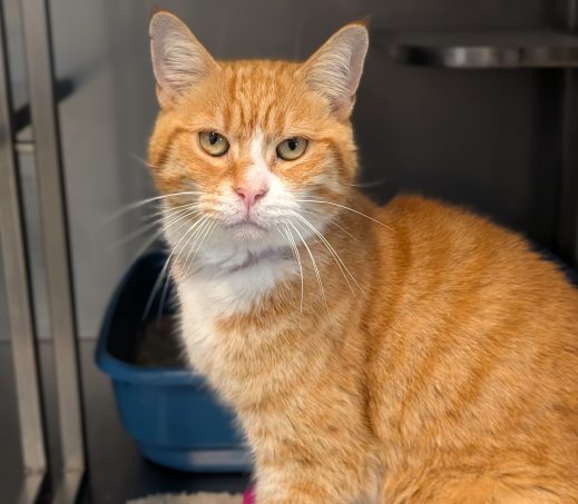 Garfield