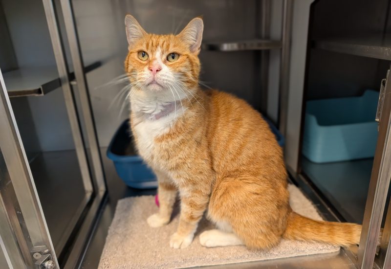 Garfield2