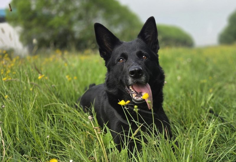 Kaya