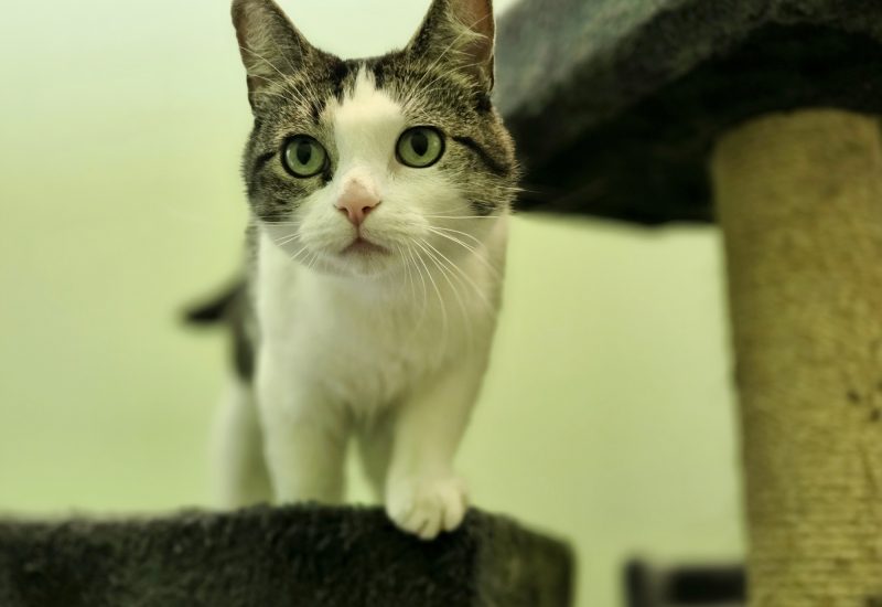 Nala 3