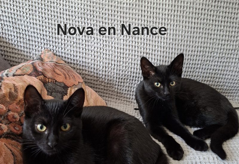 Nova en Nance