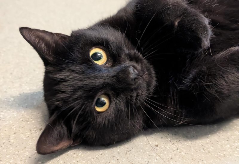 Onyx