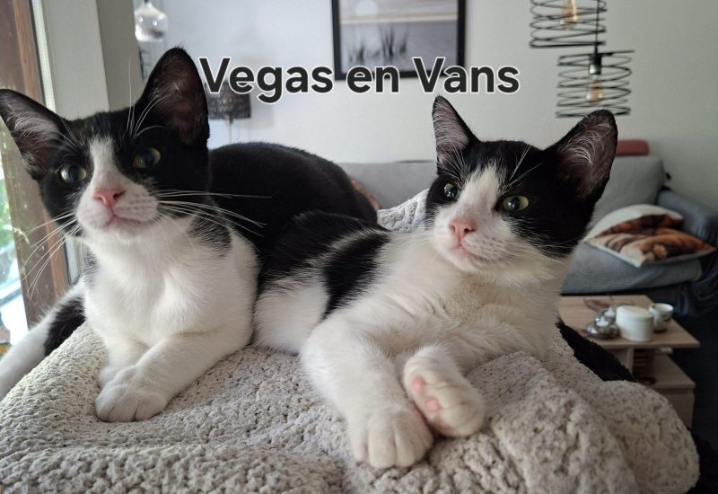 Vegas en Vans