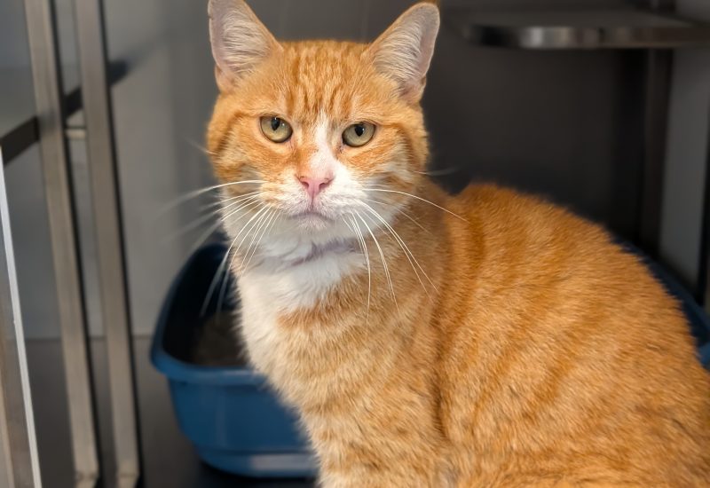 Garfield1