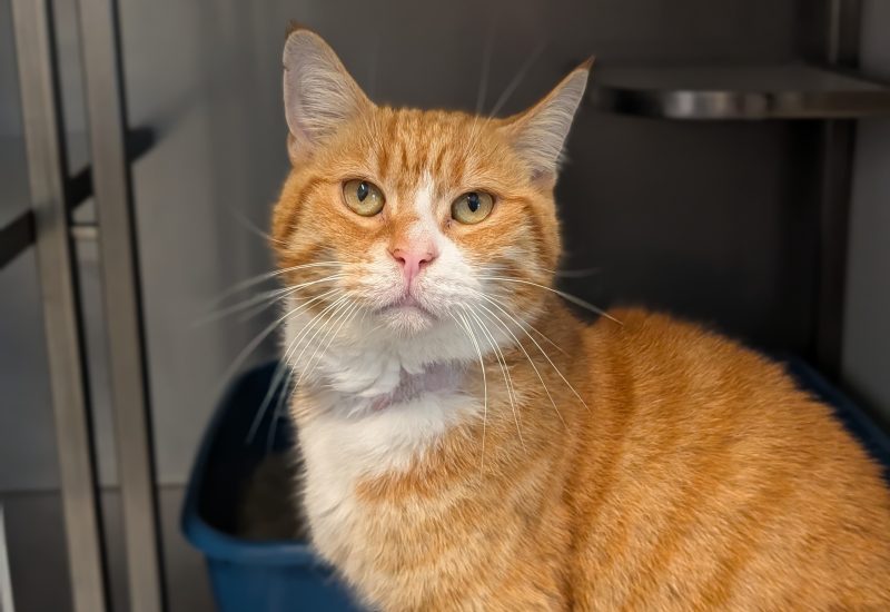 Garfield