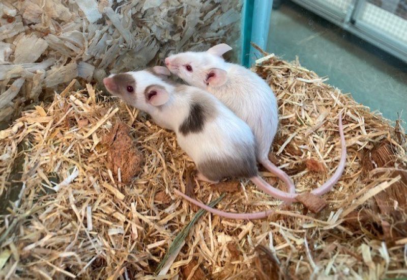 Hermoine4