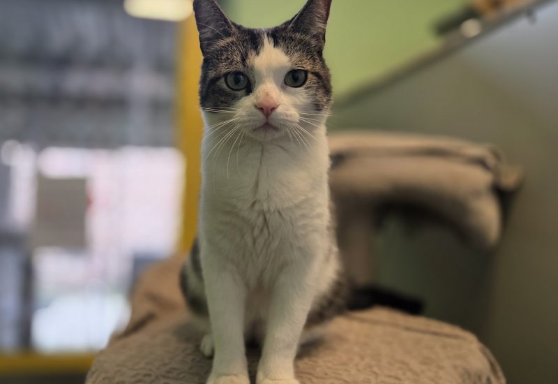 Nala 1