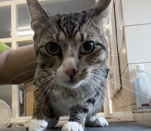 Zwerfkater