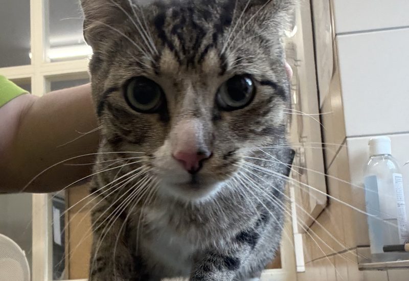 Meeko