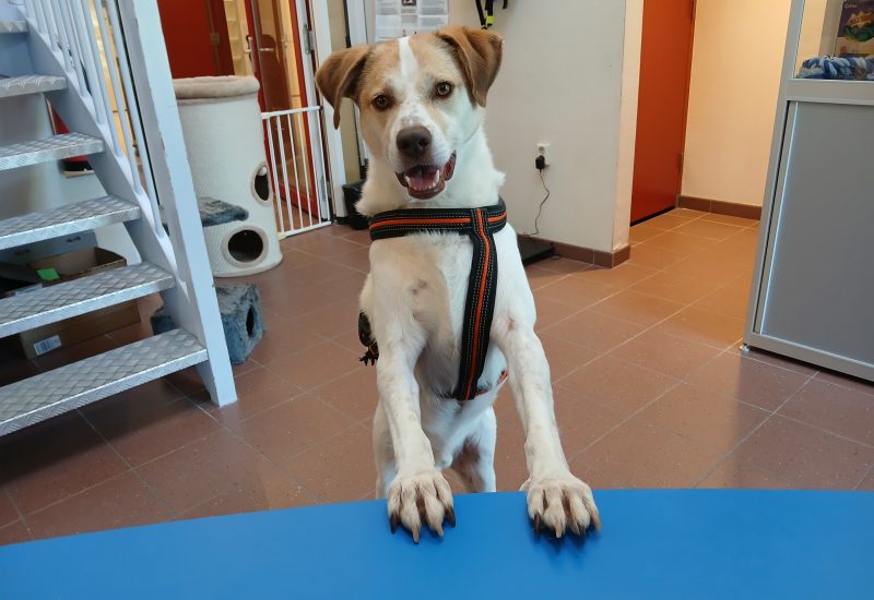 Lio Balie1