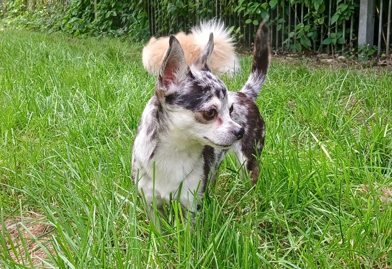 Phoebe