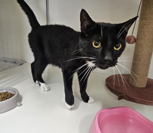 Zwerfkater