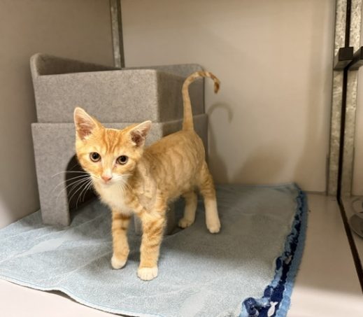 zwerf kitten