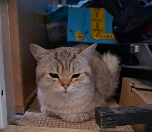 Zwerfkater