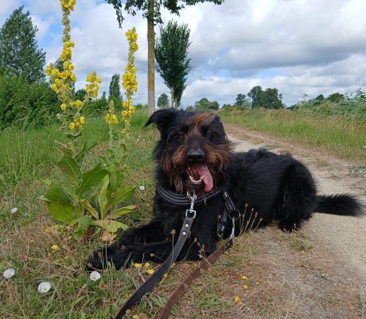 Max