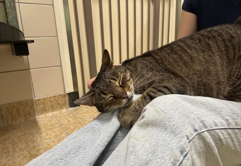 Muis schoot