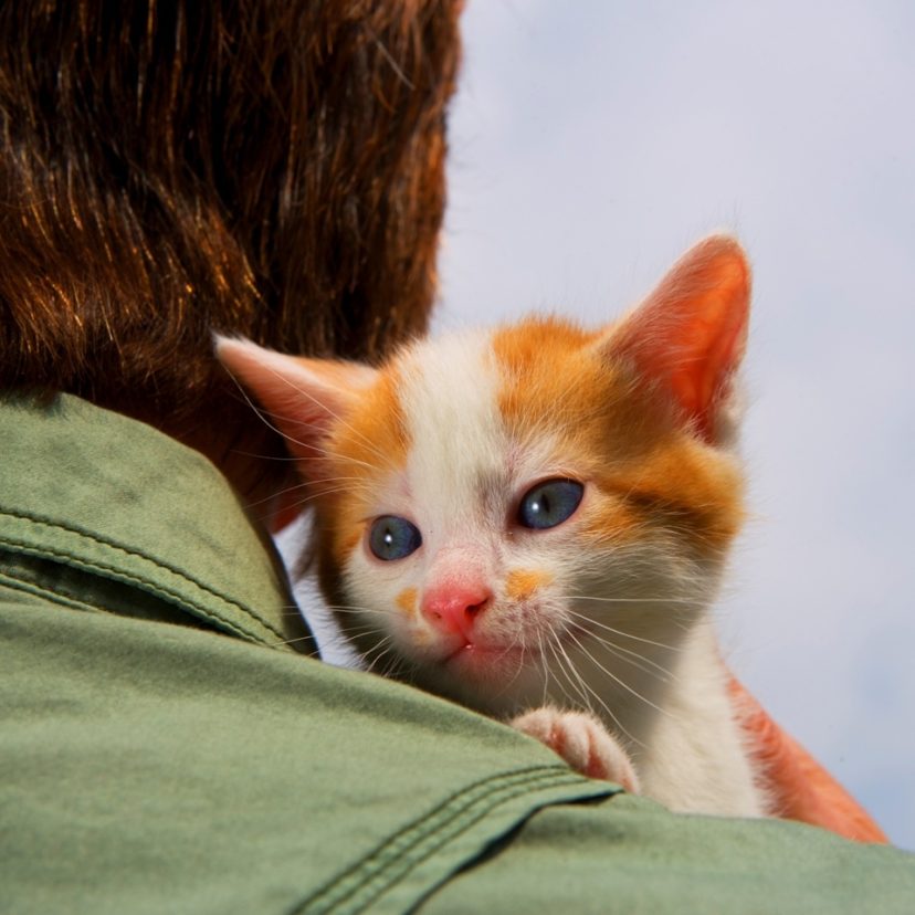 Kittenopvang lowres