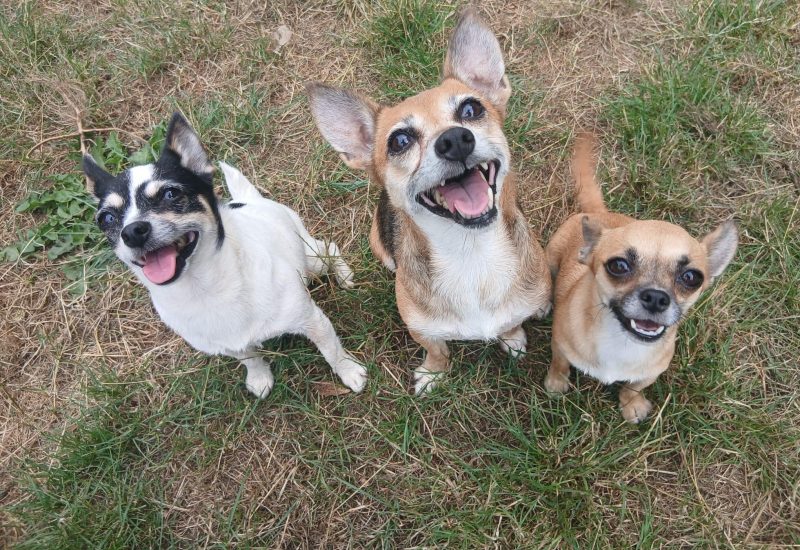 Lily trio
