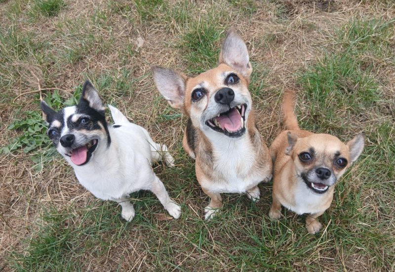 Trio