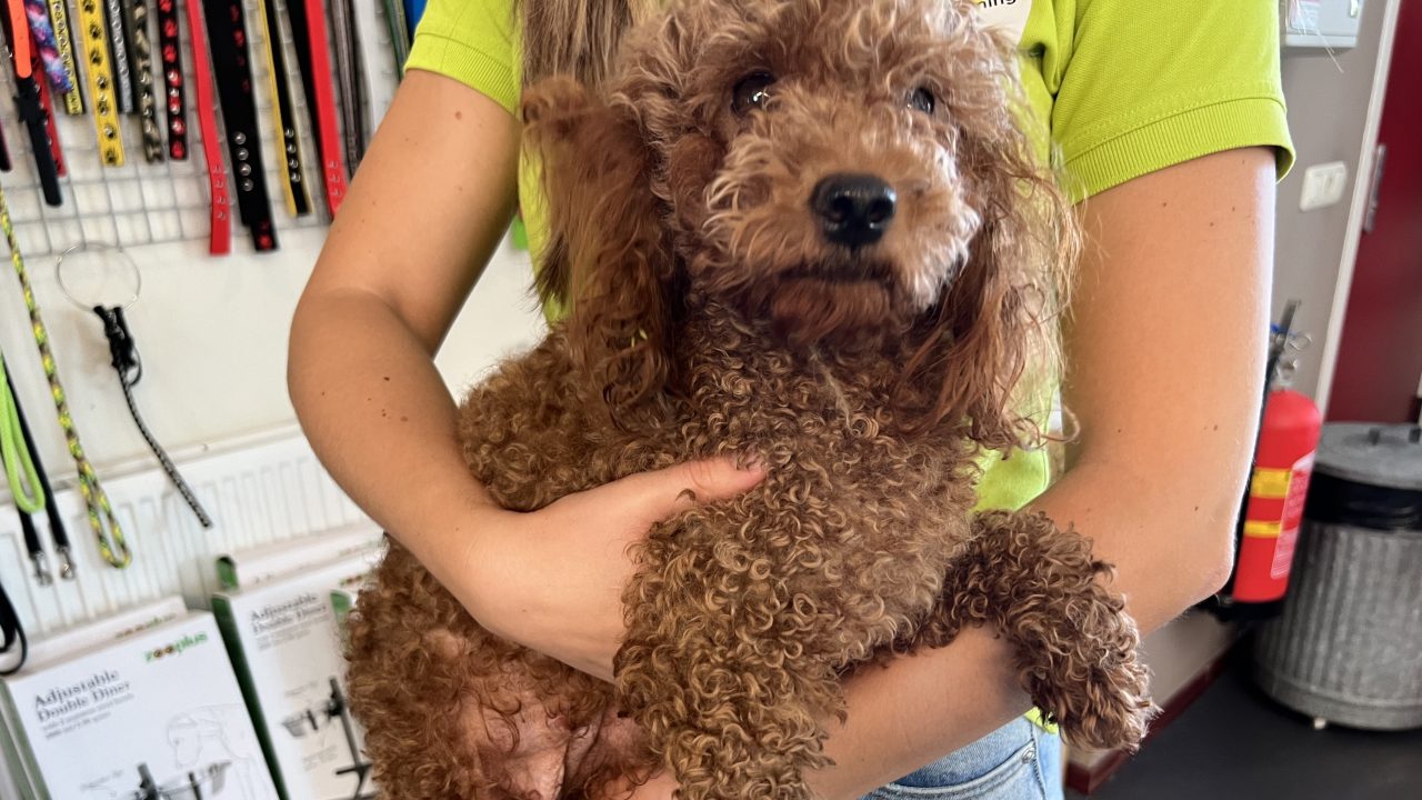 Zwaar verwaarloosde Ginger heeft dringend hulp nodig