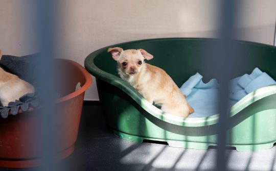 Chihuahua 4