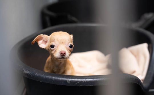 Chihuahua 5