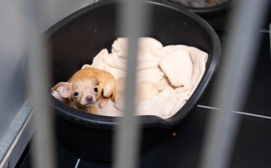 Chihuahua 6