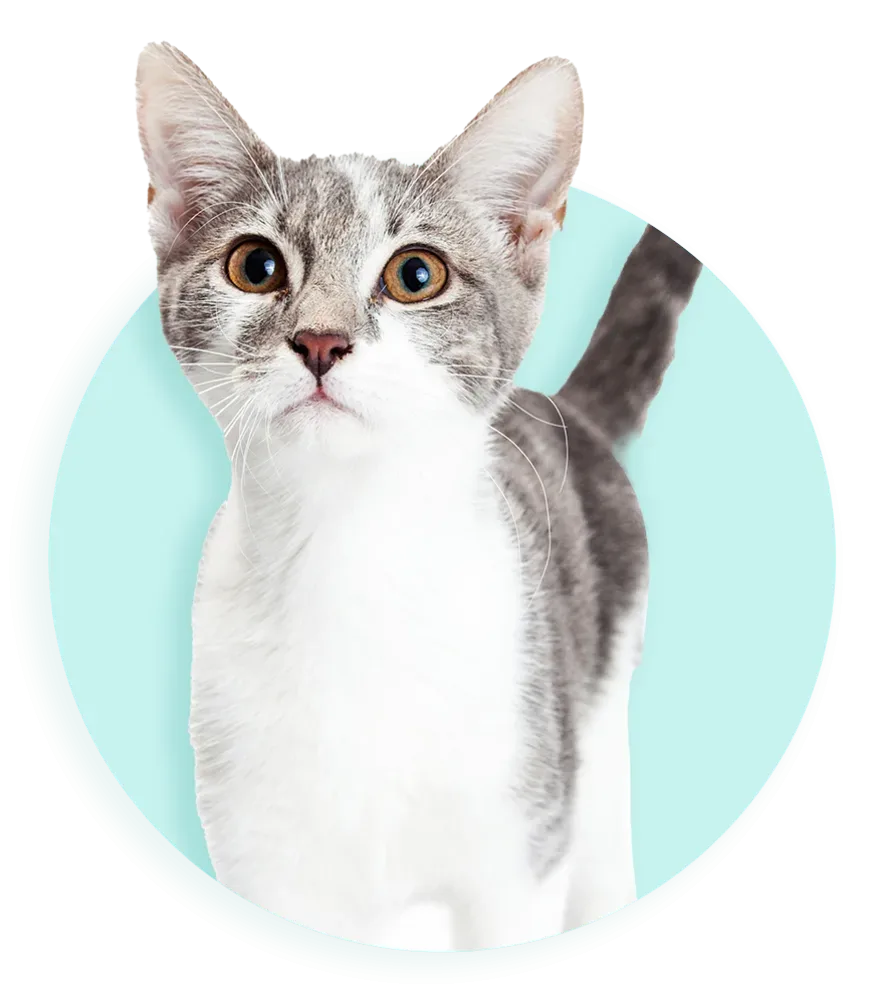DB KITTEN 885x1005 02